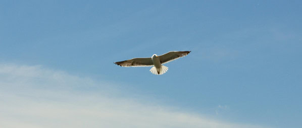 Seagull soaring in a clear blue sky, symbolizing freedom and innovation.