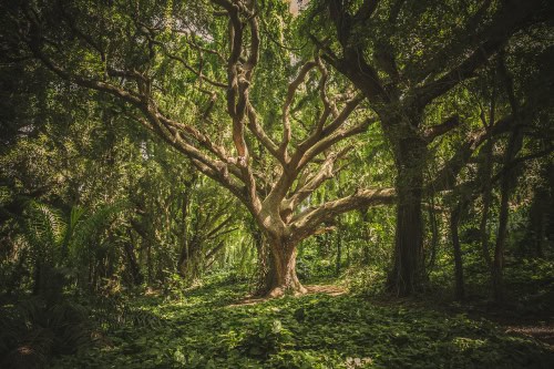 Ancient tree in a vibrant forest, showcasing natural beauty and biodiversity.