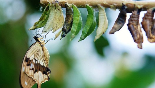 Butterfly emerging from chrysalis on a branch, close-up.